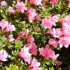 Thumbnail of new posts 170