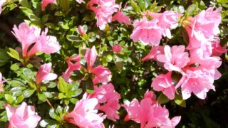 Thumbnail of post image 065