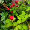 Thumbnail of new posts 179