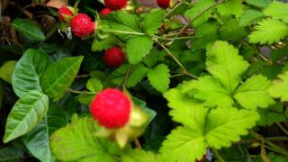 Thumbnail of post image 018