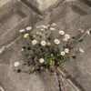 Thumbnail of new posts 034