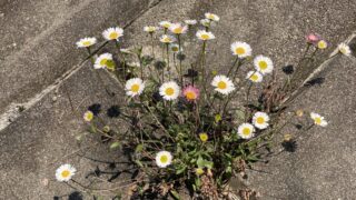 Thumbnail of post image 131