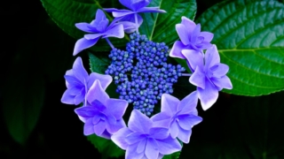 Thumbnail of post image 170