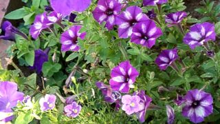 Thumbnail of post image 170