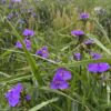 Thumbnail of new posts 069