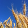 Thumbnail of new posts 151