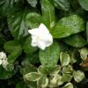 Thumbnail of new posts 033