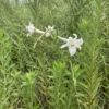 Thumbnail of new posts 081