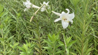 Thumbnail of post image 104
