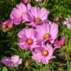 Thumbnail of new posts 018