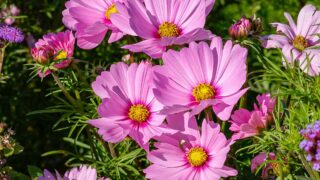 Thumbnail of post image 149