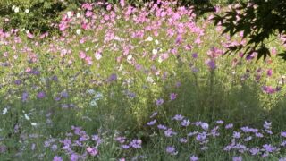Thumbnail of post image 065