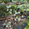 Thumbnail of new posts 121