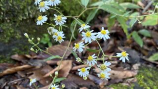 Thumbnail of post image 113