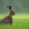 Thumbnail of new posts 059