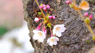 Thumbnail of post image 091