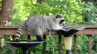 Thumbnail of post image 062